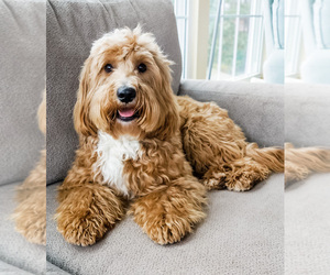 Father of the Goldendoodle (Miniature) puppies born on 05/10/2026