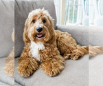 Small Photo #1 Goldendoodle (Miniature) Puppy For Sale in EASLEY, SC, USA