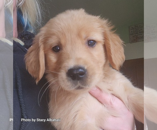 Medium Photo #5 Golden Retriever Puppy For Sale in BATH, NY, USA