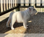 Small Photo #9 English Bulldog Puppy For Sale in COLUMBIA, TN, USA