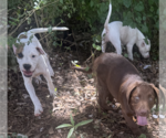 Small #2 Boxer Mix
