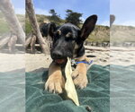 Small #4 German Shepherd Dog
