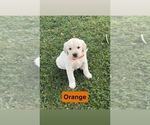 Small #14 Golden Retriever