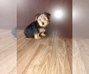 Yorkshire Terrier Puppy for sale in LAPEER, MI, USA