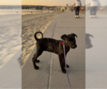 Small Photo #2 Labrador Retriever-Staffordshire Bull Terrier Mix Puppy For Sale in San Diego, CA, USA