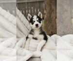 Small Siberian Husky