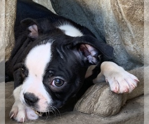 Boston Terrier Puppy for sale in AMELIA, OH, USA