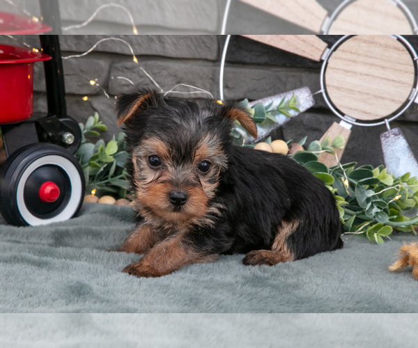Medium Photo #9 Yorkshire Terrier Puppy For Sale in MONROE, IN, USA