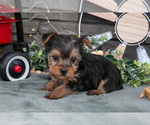 Small Photo #9 Yorkshire Terrier Puppy For Sale in MONROE, IN, USA