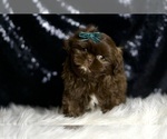 Small #4 Shih Tzu