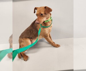 Scream : Loomis - Male Beagle-Unknown Mix Dog for Adoption - Photo #4
