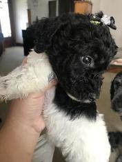 Labradoodle Puppy for sale in CLEVELAND, OH, USA