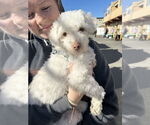Small Photo #2 Poodle (Miniature)-Unknown Mix Puppy For Sale in Pacifica, CA, USA