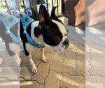 Small Photo #8 Boston Terrier Puppy For Sale in Huntington Beach, CA, USA