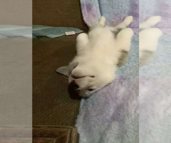 Medium Photo #11 Pembroke Welsh Corgi Puppy For Sale in MERCED, CA, USA