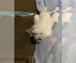Small #10 Pembroke Welsh Corgi