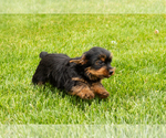 Small #1 Yorkshire Terrier