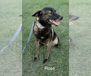 Alaskan Malamute-Unknown Mix Dogs for adoption in Fallbrook, CA, USA