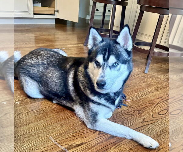 Medium Photo #19 Huskies -Unknown Mix Puppy For Sale in Brewster, NY, USA