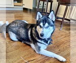 Small #18 Huskies  Mix
