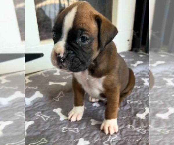 Medium Photo #1 Boxer Puppy For Sale in PETERSBURG, IN, USA