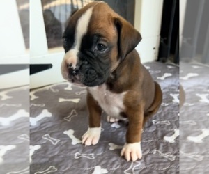 Boxer Puppy for sale in PETERSBURG, IN, USA