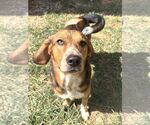 Small Photo #4 Beagle-Unknown Mix Puppy For Sale in Wetumpka, AL, USA