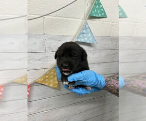 Labrador Retriever-Unknown Mix Dogs for adoption in San Bernardino, CA, USA