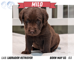 Small #9 Labrador Retriever