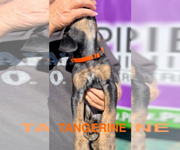 Medium Photo #2 Mutt Puppy For Sale in Mooresville, NC, USA