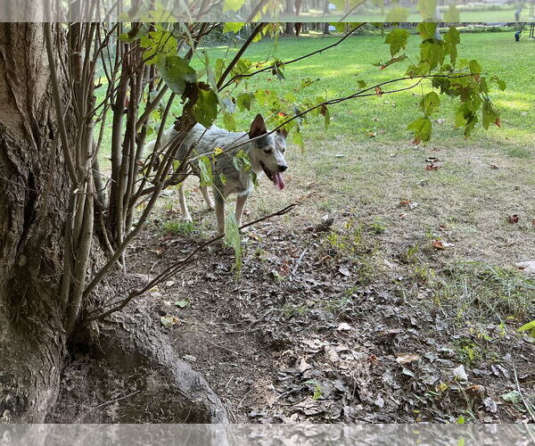 Medium Photo #8 Mutt Puppy For Sale in Garden City, NY, USA
