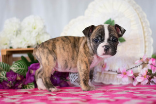 Beabull Puppy for sale in KENT, OH, USA