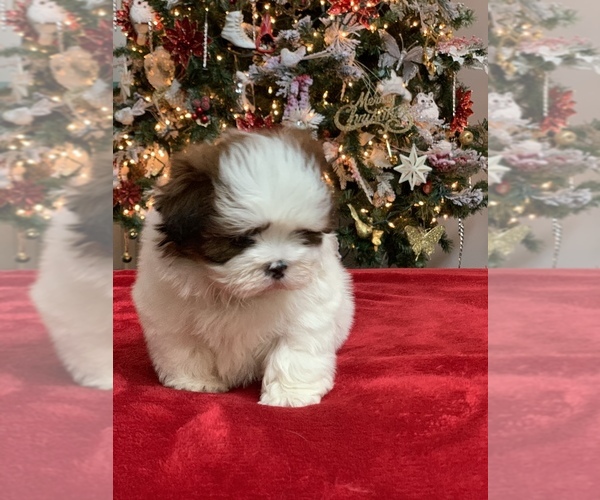 Medium Photo #11 Shih Tzu Puppy For Sale in BUFORD, GA, USA