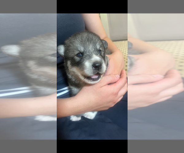 Medium Photo #1 Gerberian Shepsky Puppy For Sale in EXETER, RI, USA