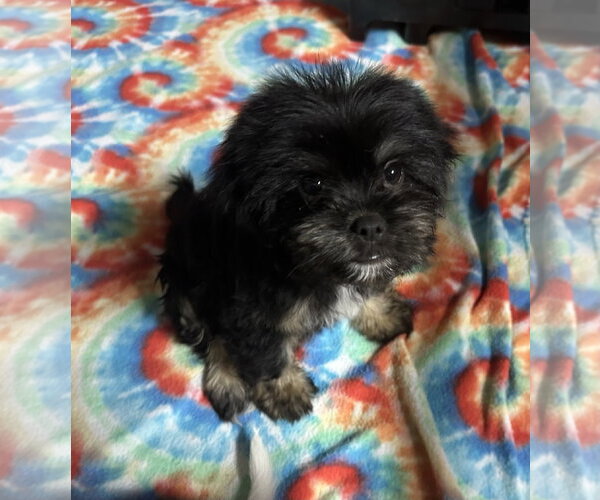 Medium Photo #4 Pekalier Puppy For Sale in Valrico, FL, USA