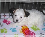 Small Photo #8 Papitese Puppy For Sale in ORO VALLEY, AZ, USA