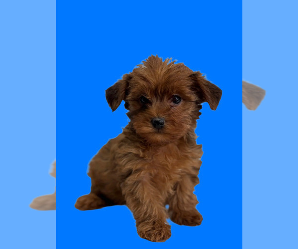 Medium Photo #6 Yorkipoo Puppy For Sale in RICHMOND, IL, USA
