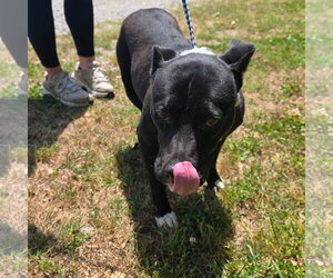 Mutt Dogs for adoption in Yardley, PA, USA
