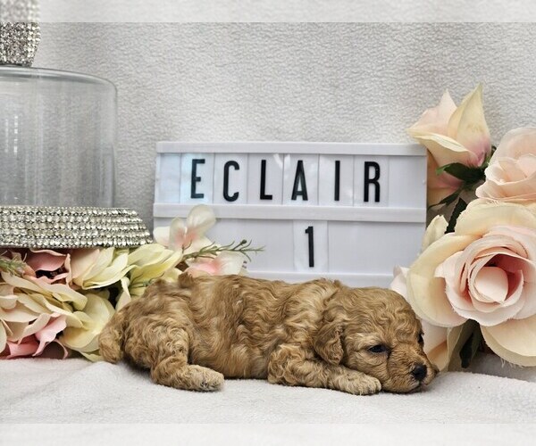 Medium Photo #3 Poodle (Toy) Puppy For Sale in COLLEGE STA, TX, USA