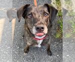 Small #19 Beagle Mix
