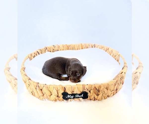 Medium Photo #5 Dachshund Puppy For Sale in DAVIS, CA, USA