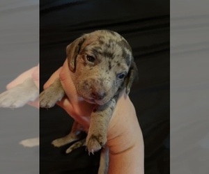 Dachshund Puppy for sale in CARVER, MA, USA