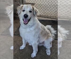 Great Pyrenees-Unknown Mix Dogs for adoption in Plano, TX, USA