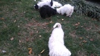 Small Photo #12 Zuchon Puppy For Sale in BROOKEVILLE, MD, USA