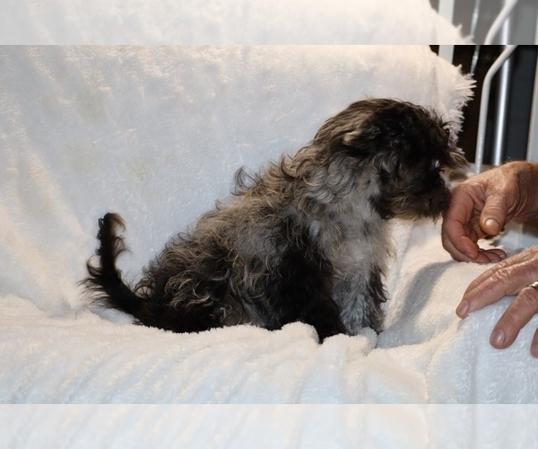 Medium Photo #25 Yorkiepoo mix (+ Poodle Toy) Puppy For Sale in DYERSBURG, TN, USA