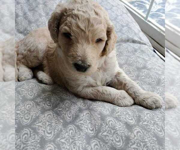 Medium Photo #6 Goldendoodle Puppy For Sale in CITRUS HEIGHTS, CA, USA