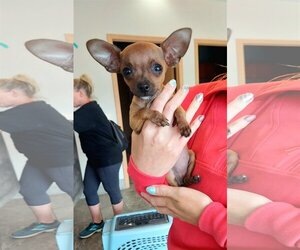 Chiweenie Dogs for adoption in Belleuve, NE, USA