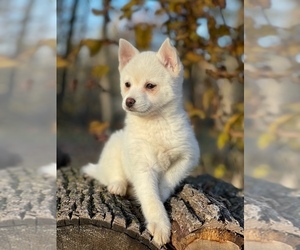 Alaskan Klee Kai-Pomsky Mix Puppy for sale in MORAN, MN, USA