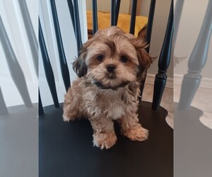 Mal-Shi Puppy for sale in ADKINS, TX, USA