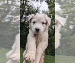 Brie - Female Great Pyrenees-Unknown Mix Dog for Adoption - Photo #4